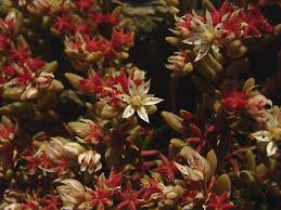 Attēlu rezultāti vaicājumam “Sedum hispanicum leaf”