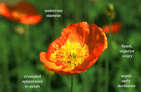 Attēlu rezultāti vaicājumam “Papaveraceae”