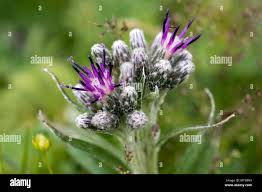 Attēlu rezultāti vaicājumam “Saussurea esthonica flower”