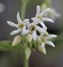 Attēlu rezultāti vaicājumam “Vincetoxicum hirundinaria flower”