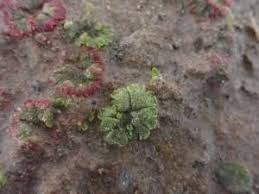 Attēlu rezultāti vaicājumam “Riccia cavernosa”