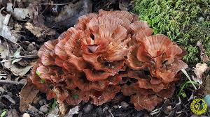 Image result for Podoscypha multizonata