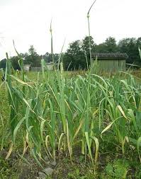 Attēlu rezultāti vaicājumam “Allium sativum”