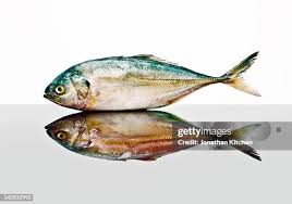 Image result for Pollachius pollachius