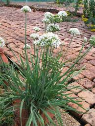 Image result for Allium tuberosum