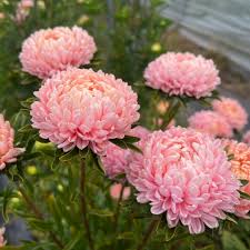 Image result for Aster