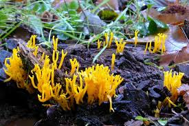Attēlu rezultāti vaicājumam “Calocera viscosa”