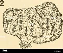 Attēlu rezultāti vaicājumam “Pachyphloeus melanoxanthus”
