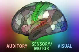 Image result for map of the brain