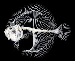 Image result for Scophthalmus maximus