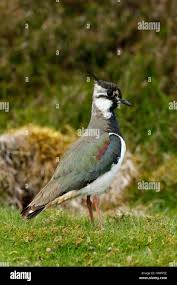 Attēlu rezultāti vaicājumam “Vanellus vanellus adult”