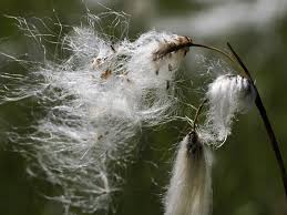 Attēlu rezultāti vaicājumam “Eriophorum angustifolium flower”