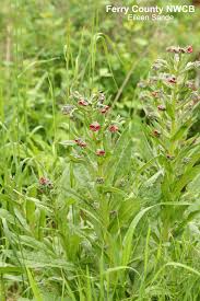 Attēlu rezultāti vaicājumam “Cynoglossum officinale”