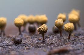 Attēlu rezultāti vaicājumam “Hemitrichia calyculata stalked”