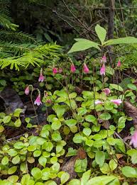 Attēlu rezultāti vaicājumam “Linnaea borealis flower”