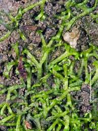 Attēlu rezultāti vaicājumam “Riccia canaliculata”