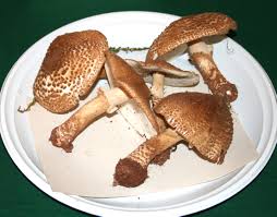 Attēlu rezultāti vaicājumam “Lepiota aspera”