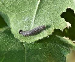 Attēlu rezultāti vaicājumam “Carcharodus floccifera upperside”