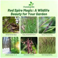 Attēlu rezultāti vaicājumam “Festuca altissima flower”