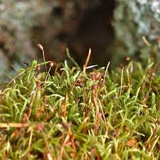 Attēlu rezultāti vaicājumam “Sciuro-hypnum reflexum”