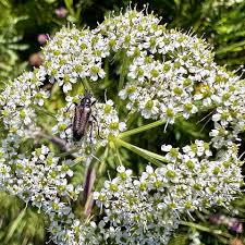 Attēlu rezultāti vaicājumam “Conioselinum tataricum”