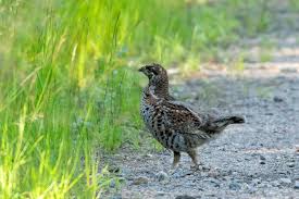 Attēlu rezultāti vaicājumam “Tetrastes bonasia female”