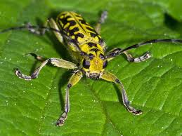 Attēlu rezultāti vaicājumam “Saperda scalaris”