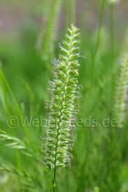 Attēlu rezultāti vaicājumam “Cynosurus cristatus flower”