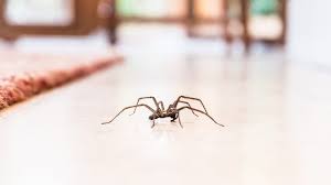 Image result for spider