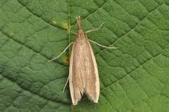 Attēlu rezultāti vaicājumam “Donacaula mucronella”