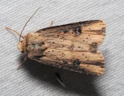 Attēlu rezultāti vaicājumam “Axylia putris”