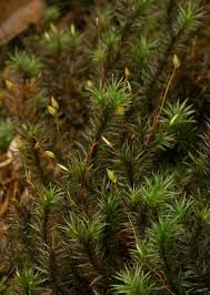 Attēlu rezultāti vaicājumam “Pogonatum dentatum macro”