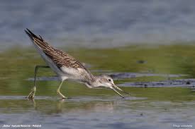 Attēlu rezultāti vaicājumam “Tringa nebularia adult”