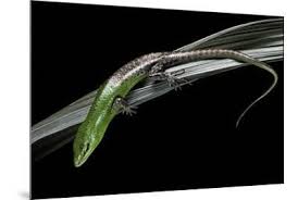 Risultati immagini per dasia smaragdina