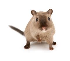 Image result for Gerbil