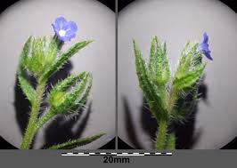Attēlu rezultāti vaicājumam “Anchusa arvensis flower”