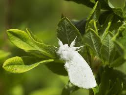 Attēlu rezultāti vaicājumam “Leucodonta bicoloria”