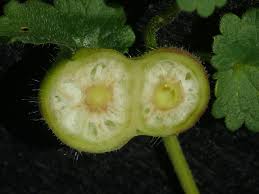 Attēlu rezultāti vaicājumam “Liposthenes glechomae”