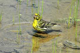 Image result for Serinus serinus