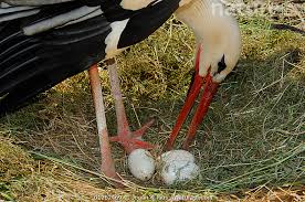 Attēlu rezultāti vaicājumam “Ciconia ciconia nest”