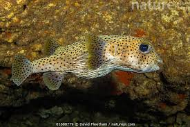 Image result for Diodon hystrix