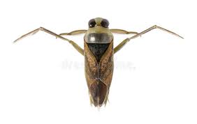 Attēlu rezultāti vaicājumam “Notonecta glauca”