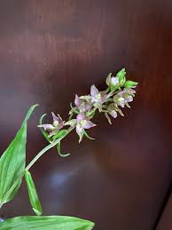 Attēlu rezultāti vaicājumam “Epipactis helleborine flower”