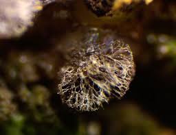 Attēlu rezultāti vaicājumam “Colloderma sp.”