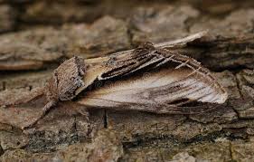 Attēlu rezultāti vaicājumam “Pheosia gnoma male”