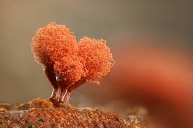 Attēlu rezultāti vaicājumam “Arcyria denudata young”