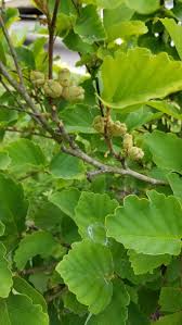 Attēlu rezultāti vaicājumam “Hamamelis virginiana leaf”