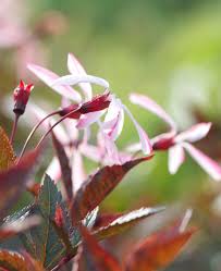 Attēlu rezultāti vaicājumam “Gillenia trifoliata flower”