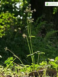 Attēlu rezultāti vaicājumam “Sanicula europaea leaf”