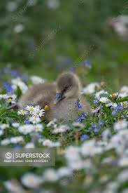 Attēlu rezultāti vaicājumam “Anser anser juvenile”